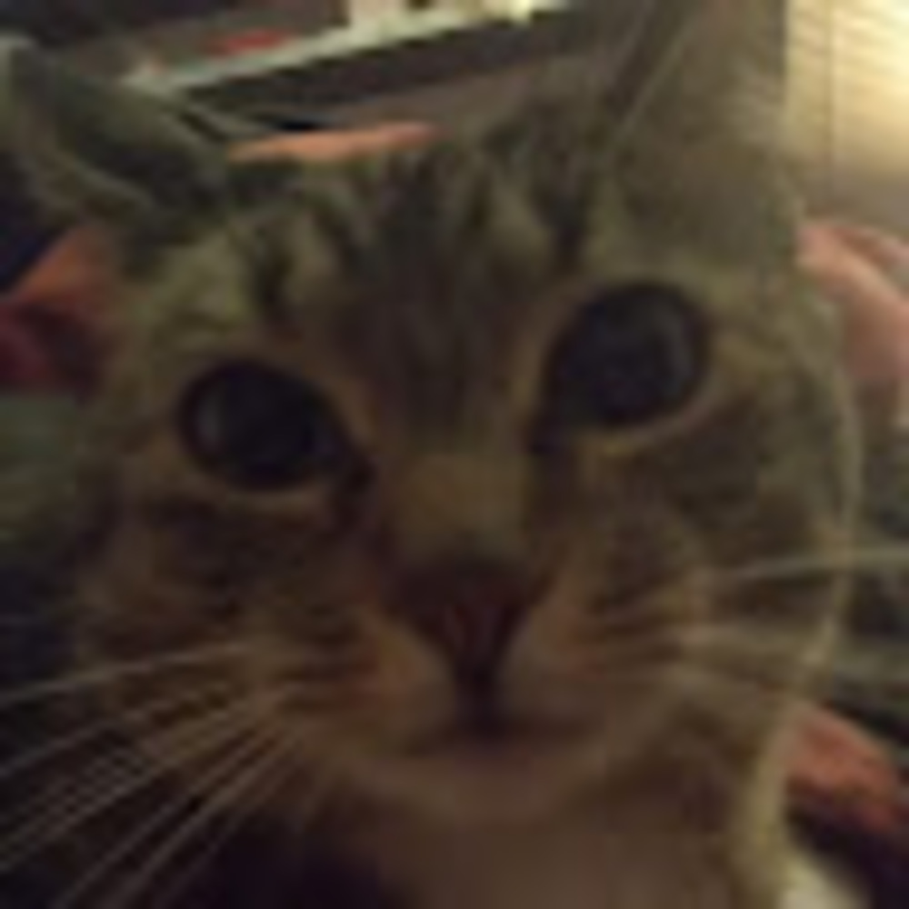 Meet your Posher, Julia